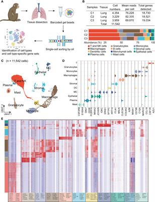 Single-cell transcriptomic characterization reveals the landscape of airway remodeling and inflammation in a cynomolgus monkey model of asthma